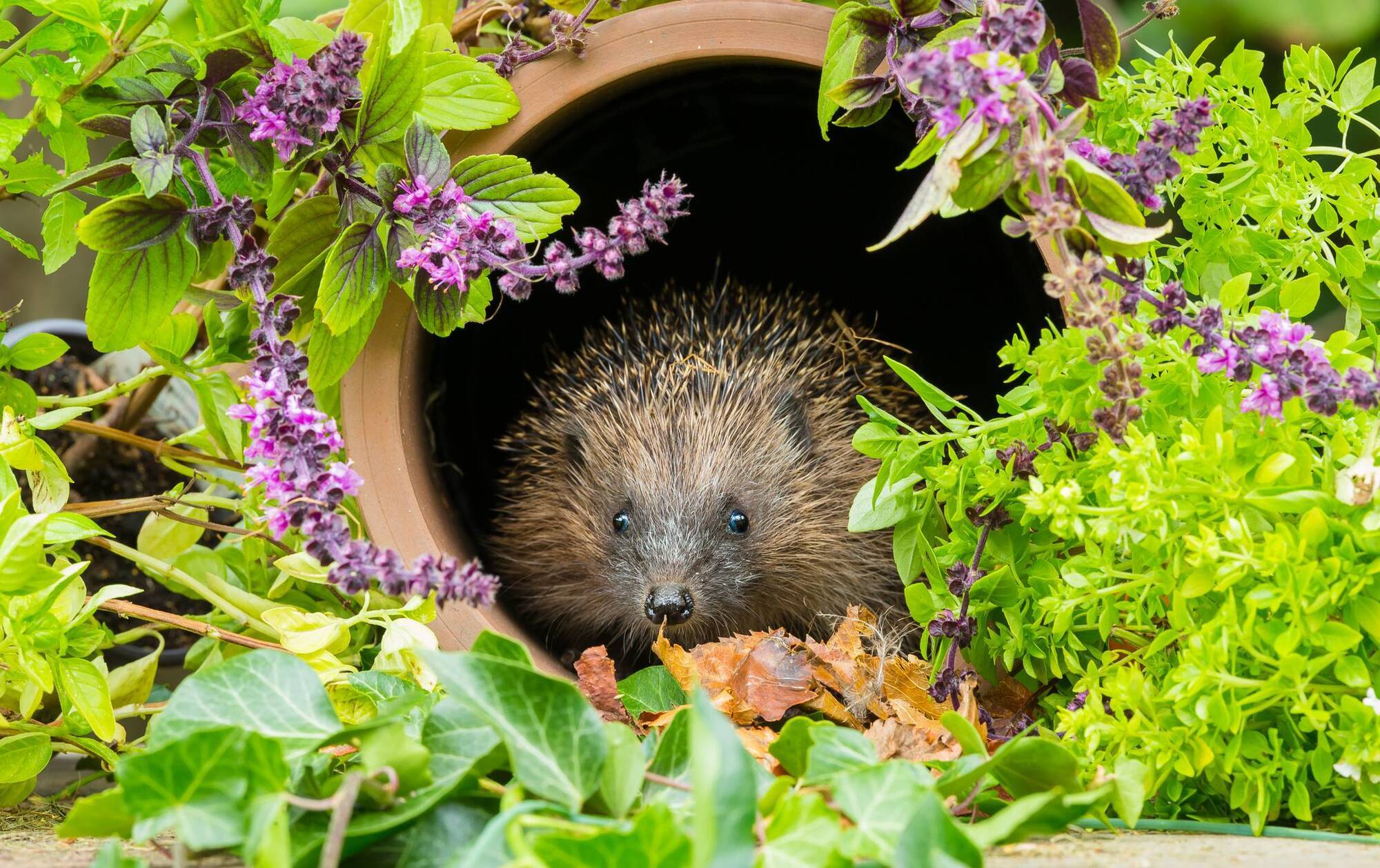 How to care for hedgehogs