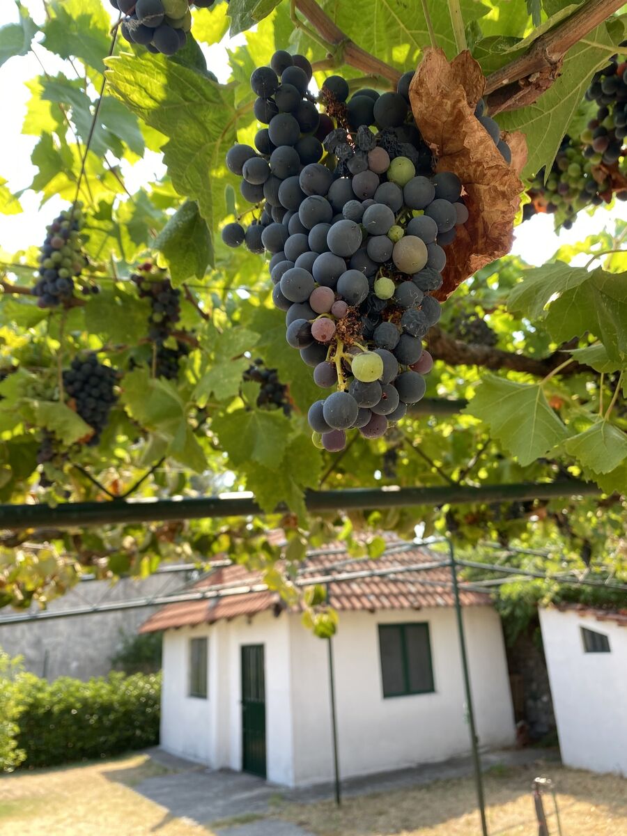 Tom's Airbnb in Podgorica