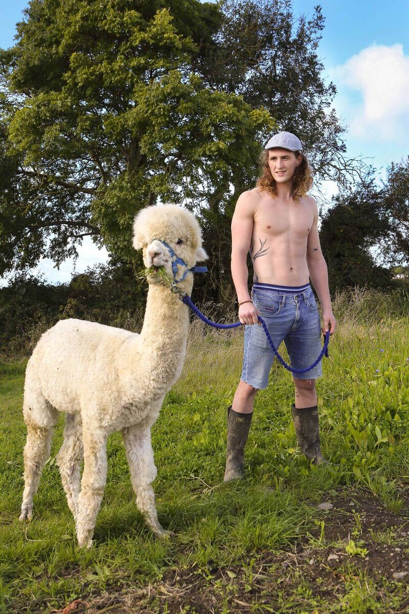 Cornstown House in Ashbourne, Co Meath specialises in Alpaca Trekking. Cornstown House in Ashbourne, Co Meath specialises in Alpaca Trekking.