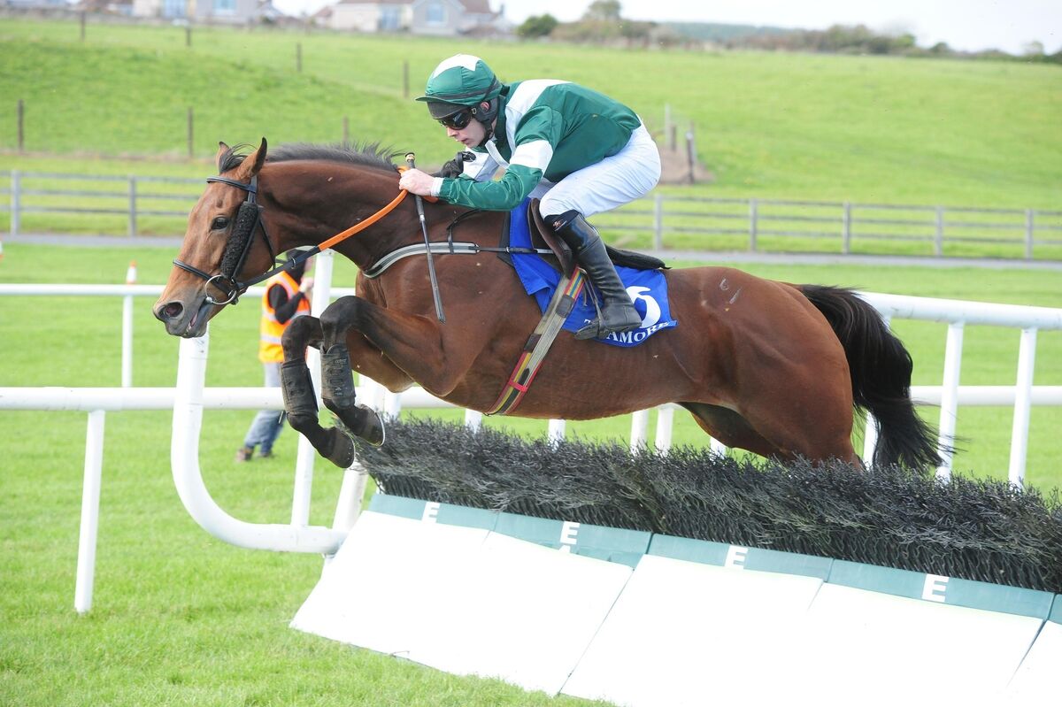 The horse Viking Hoard which was injected with a sedative at 100 times the legal amount during a race meeting at Tramore in 2018.