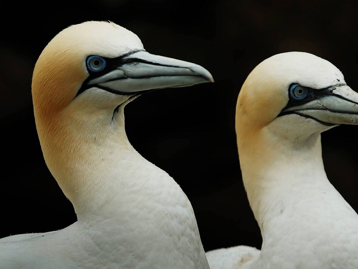 Bird flu FAQ: I have two hens, do I need to move them indoors now?