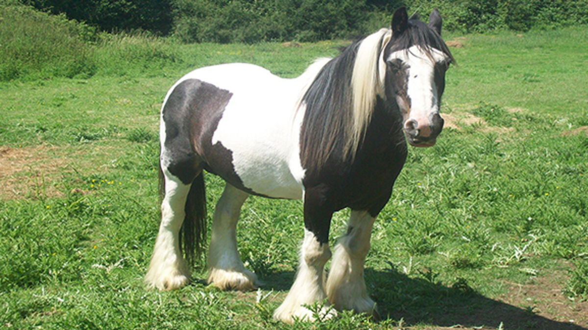 Traveller Horse Project Blocked