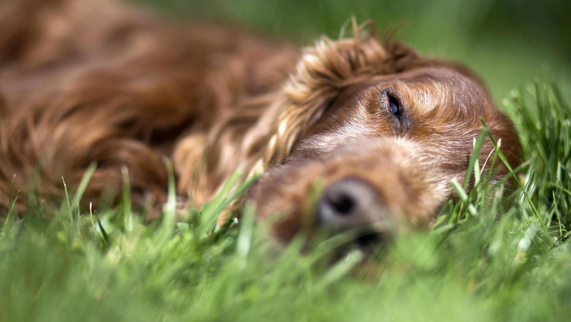 Pete the Vet: Could your dog have thyroid disease?