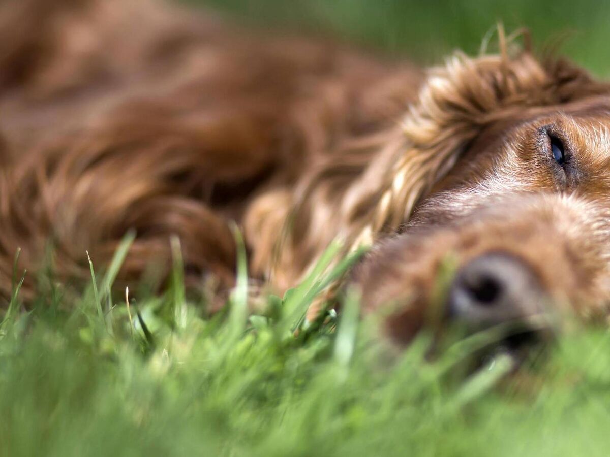 Does My Dog Have Thyroid Issues