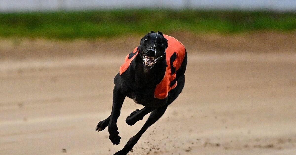 Born Warrior lives up to his name in Irish Greyhound Derby TrendRadars UK