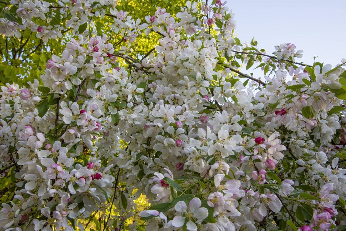 The weeping crab apple which was so full of colour in the spring will soon be the perfect Halloween decoration, with its contorted form and autumn colour. Picture: iStock