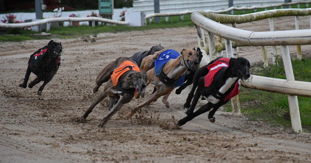 Charity calls for end to greyhound racing after sport receives State