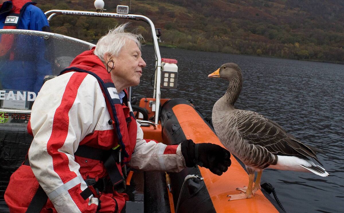 Attenborough: 60 Years in the Wild. David Attenborough in a boat with imprinted Greylag goose (Anser anser). Picture: Mary Lou Aitchison Attenborough: 60 Years in the Wild. David Attenborough in a boat with imprinted Greylag goose (Anser anser). Picture: Mary Lou Aitchison