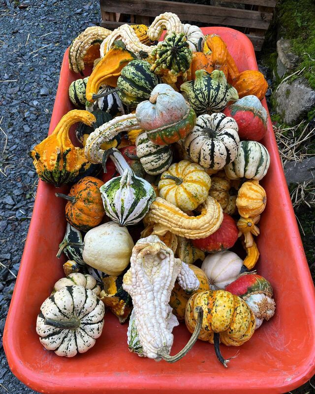 Killarney Pumpkin Farm: "First harvest of the year! The Wonky Pumpkins are HUGE this season"
