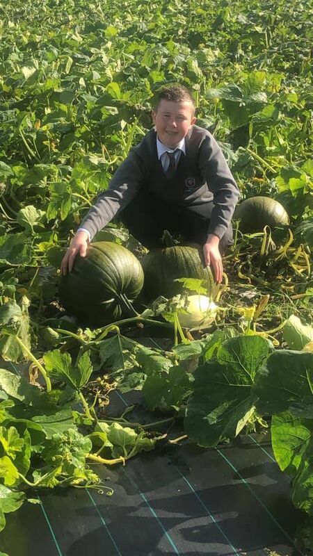 Michael's Pumpkin Patch