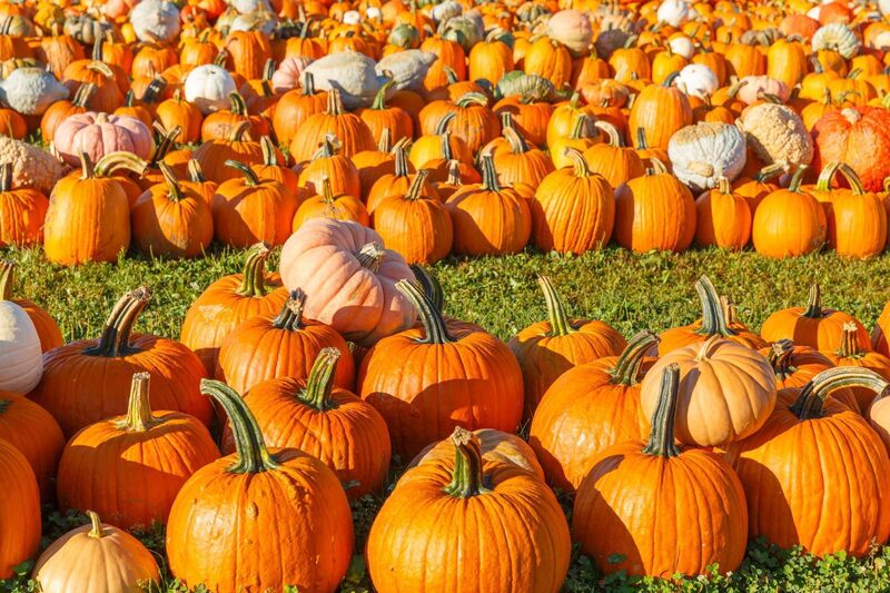 Galway Pumpkin Patch