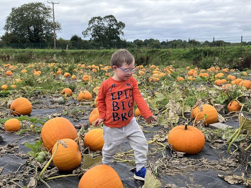 Field of Dreams pumpkin patch