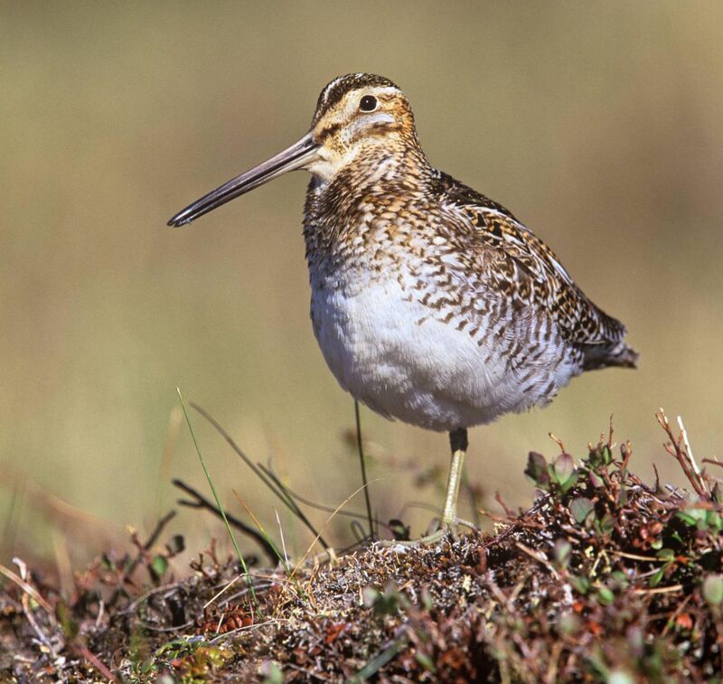 When snipe are scared out of ground cover, they fly in a zig-zag pattern to try escape.