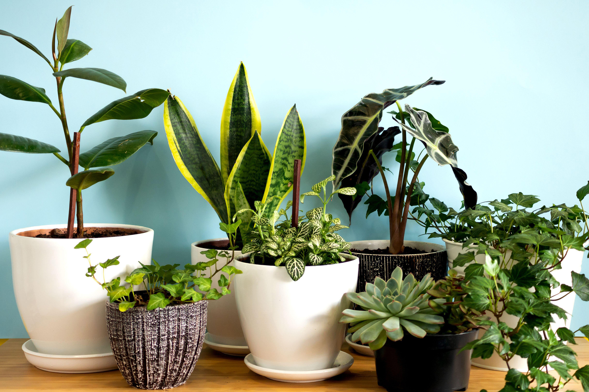 What NOT to do to your houseplants if you want them to survive and thrive