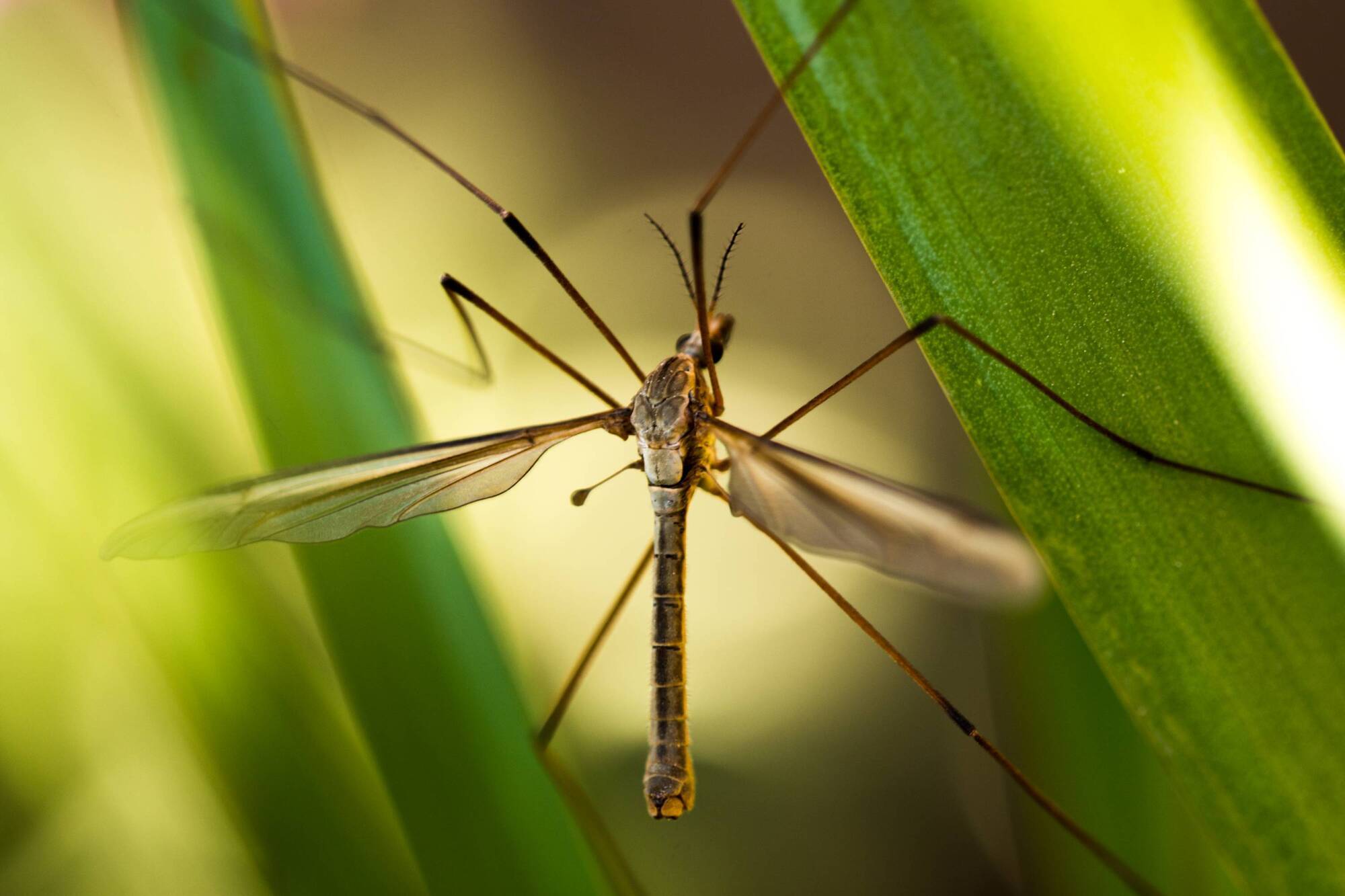 Bernard O'Shea: Why are Daddy Long Legs invading my house?