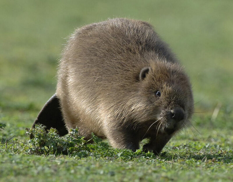 A beaver makes its way to a new home at an enclosed site in Cotswolds's Water Park in Britain. The animals that have been extinct in England for almost 1,000 years have been released at the wildlife reserve as part of a reintroduction programme. Picture: Barry Batchelor/PA