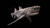 Ancient shark-like fish appeared much earlier than previously thought – study