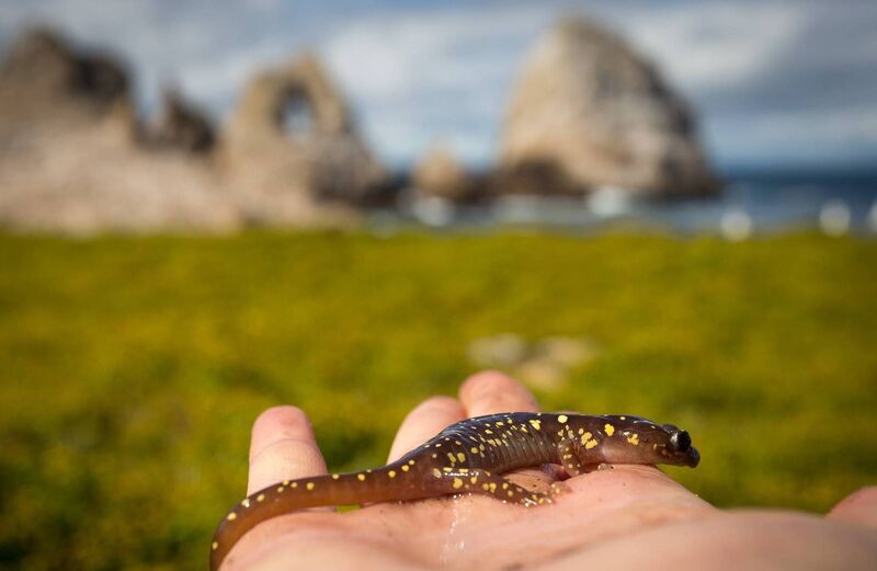 Farallon Salamander. Picture: Mike Johns/Point Blue Conservation Science Farallon Salamander. Picture: Mike Johns/Point Blue Conservation Science