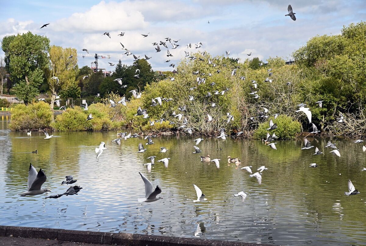 Birds in flight over the Lough in Cork city.