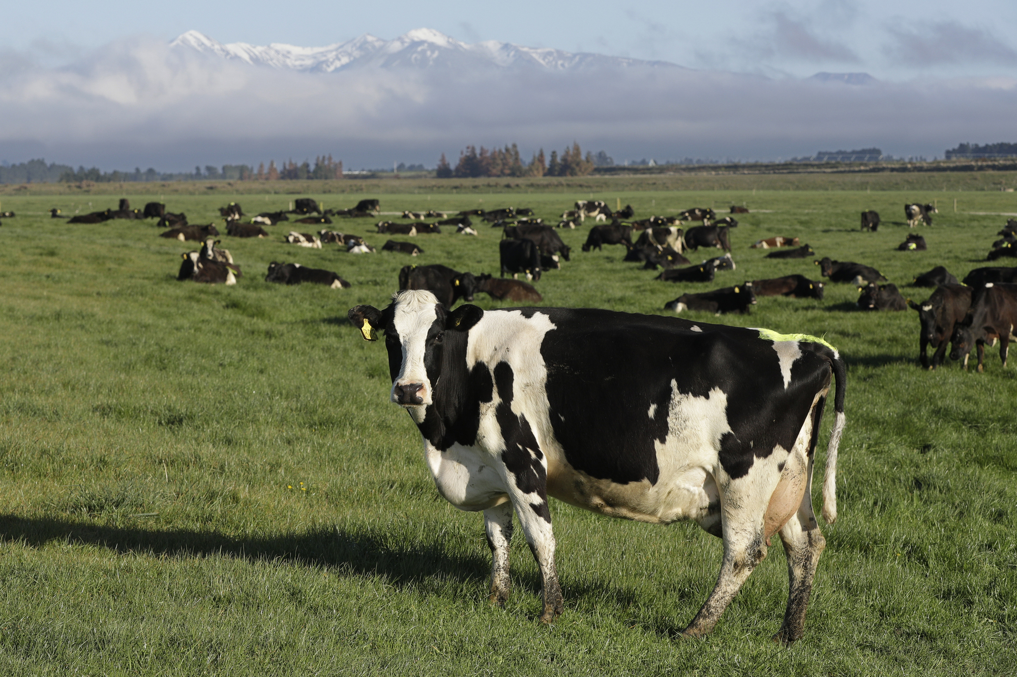 New Zealand proposes taxing cow burps as part of plan to tackle climate change