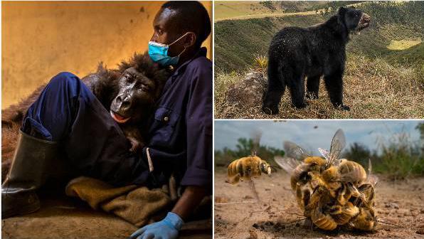 Wildlife Photographer of the Year 2022: Ten incredible pictures 