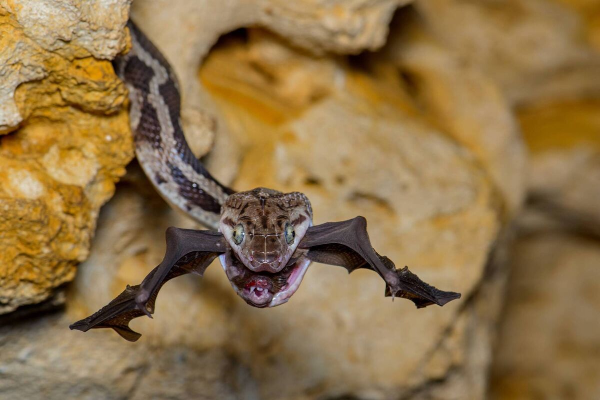 The Bat-snatcher, by Fernando Constantino Martínez Belmar, Mexico, Winner, Behaviour Amphibians and Reptiles The Bat-snatcher, by Fernando Constantino Martínez Belmar, Mexico, Winner, Behaviour Amphibians and Reptiles