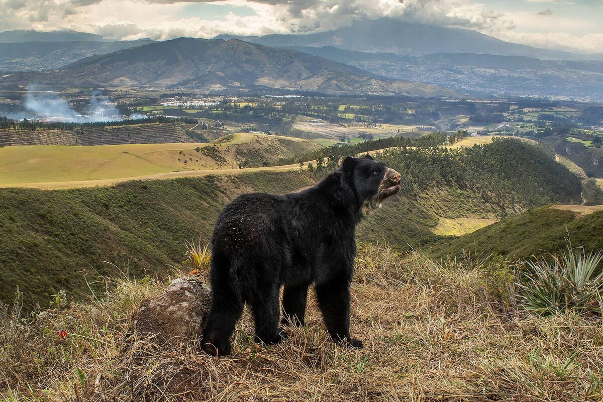 Spectacled bear’s slim outlook by Daniel Mideros, Ecuador, Winner, Animals in their Environment Spectacled bear’s slim outlook by Daniel Mideros, Ecuador, Winner, Animals in their Environment