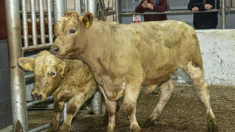 Consumers' preference for cheaper cuts having a significant influence on price