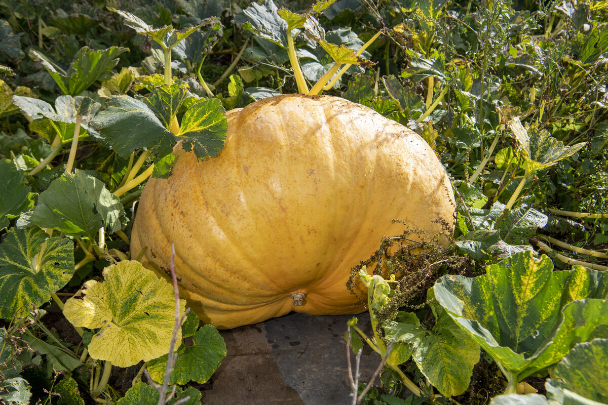 “The biggest thing I think I really underestimated was how much space the plant was going to take up," Harry Sweetnam said. Picture: Dan Linehan