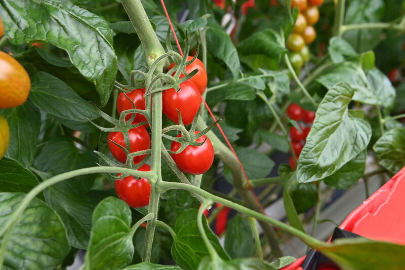 David Currid said that the seed is sown in the Netherlands in mid-November, then those plants would arrive in Ireland in early January. Picture: Dan Linehan