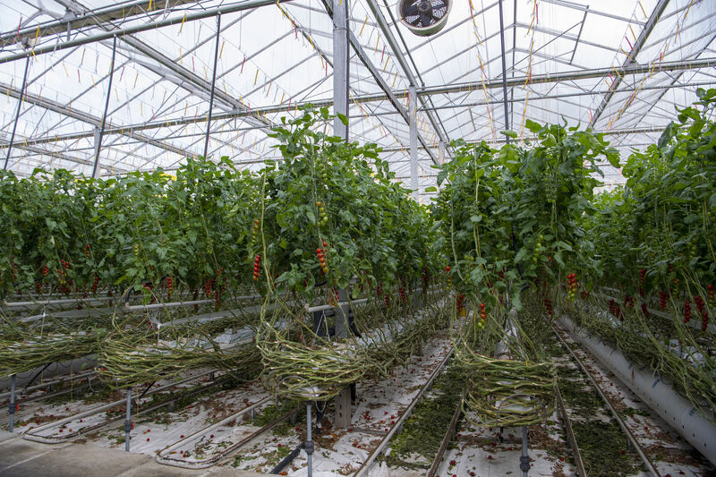 Until Grantstown Nurseries has an order booked with an alternative supplier, "everything is up in the air". Picture: Dan Linehan