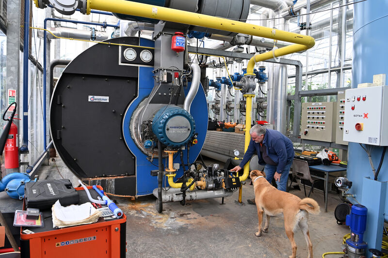 There are only eight commercial tomato growers in Ireland. Picture: Dan Linehan