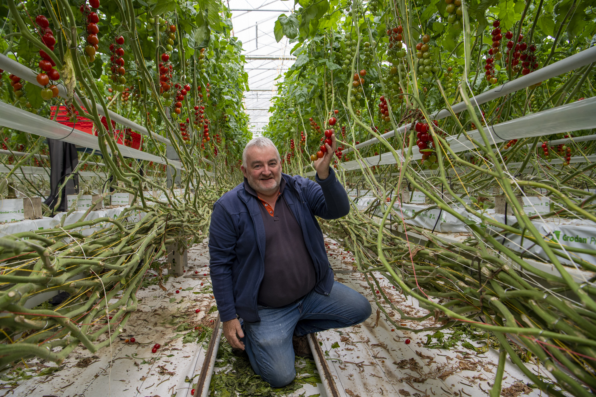 Irish tomato business faces delayed start to 2023 growing season