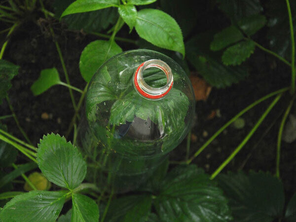 Bernard Twomey, Community Health Worker, in the Glen Community Garden, located at The Glen Resource Centre.