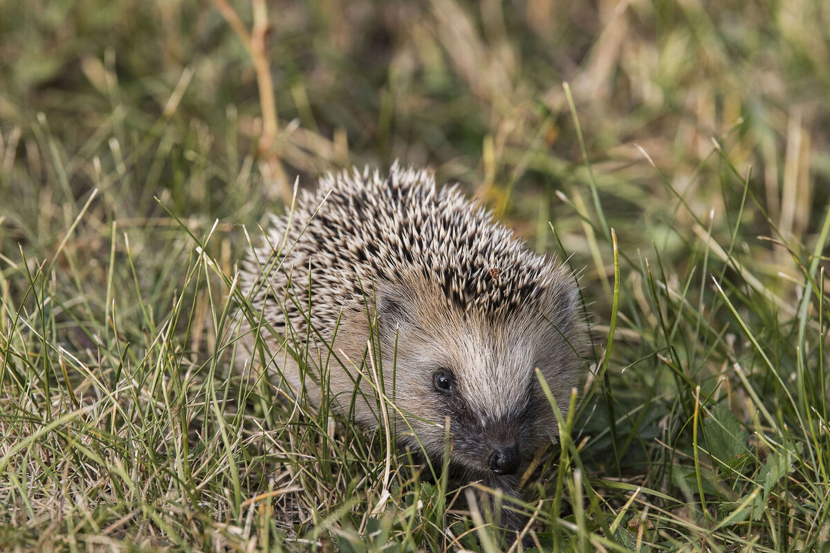 WWF's latest Living Planet report reveals population sizes have declined by 69% on average since between 1970 and 2018, driven largely by the loss and break up of natural habitat for agriculture, while climate change is also increasingly a threat to wildlife. Picture: Ola Jennersten/WWF-Sweden/PA Wire