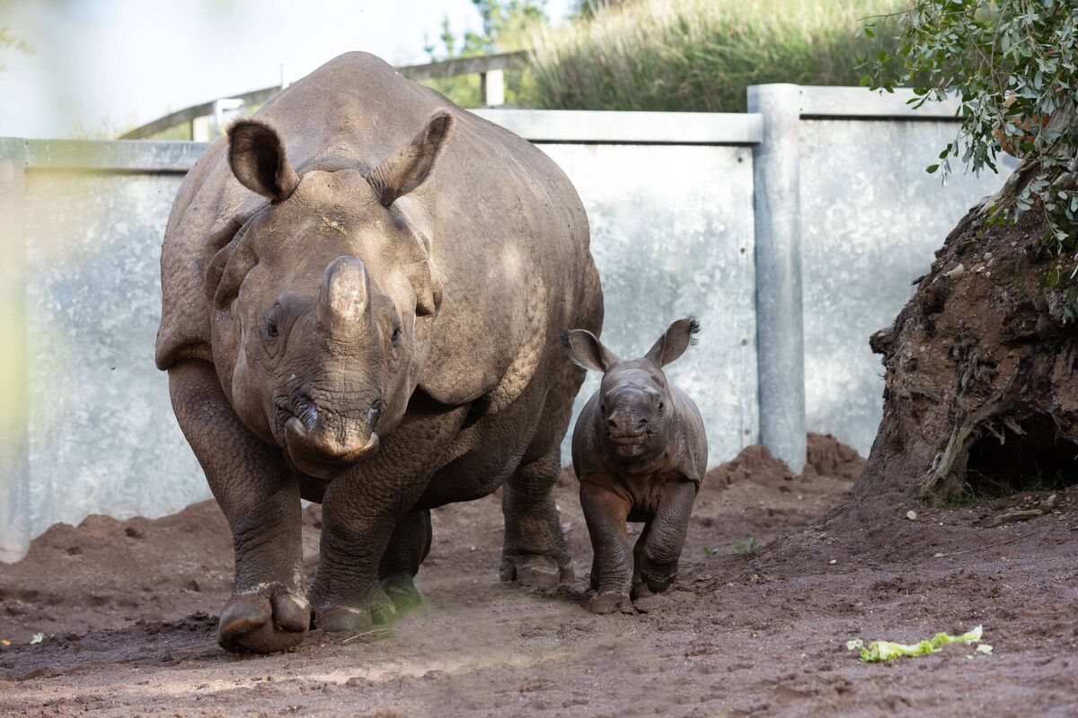 Proud — and protective — mum Maya with her new baby at Fota Wildlife Park