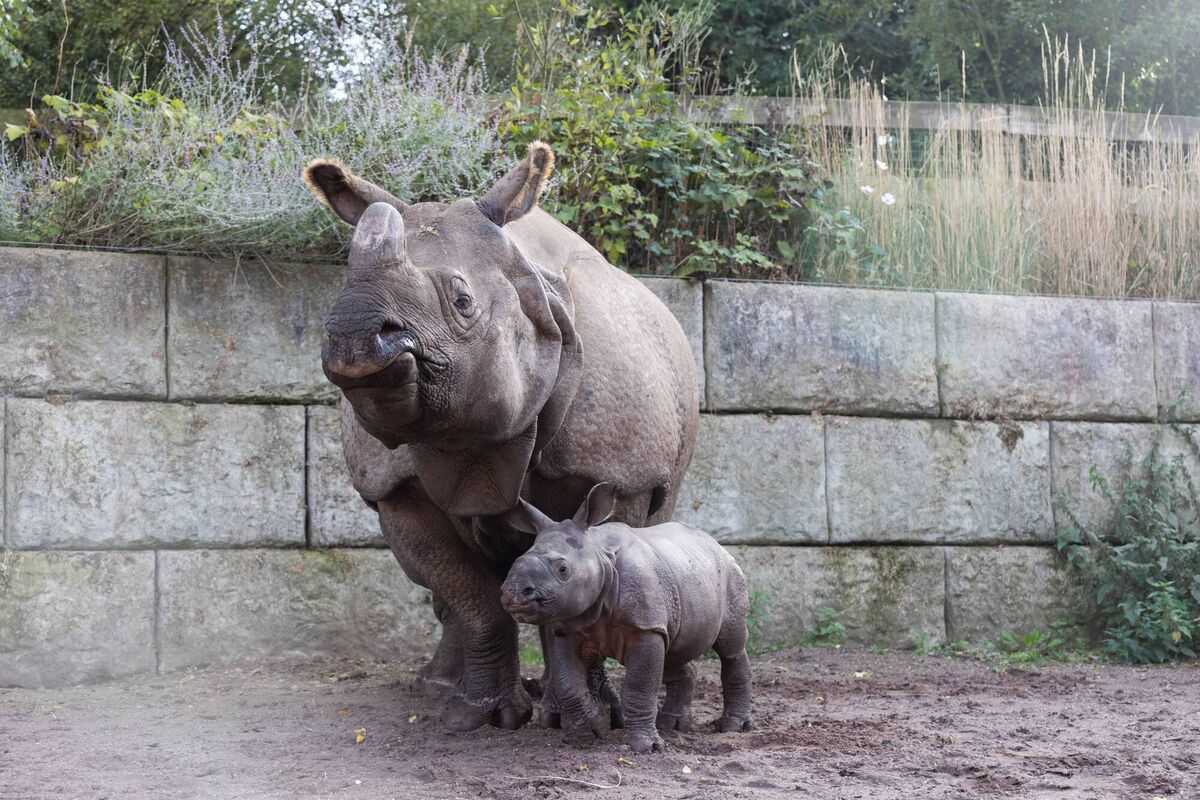 The as-yet-unnamed baby rhino is still getting used to going outside and the later afternoon is the best time to try spot him