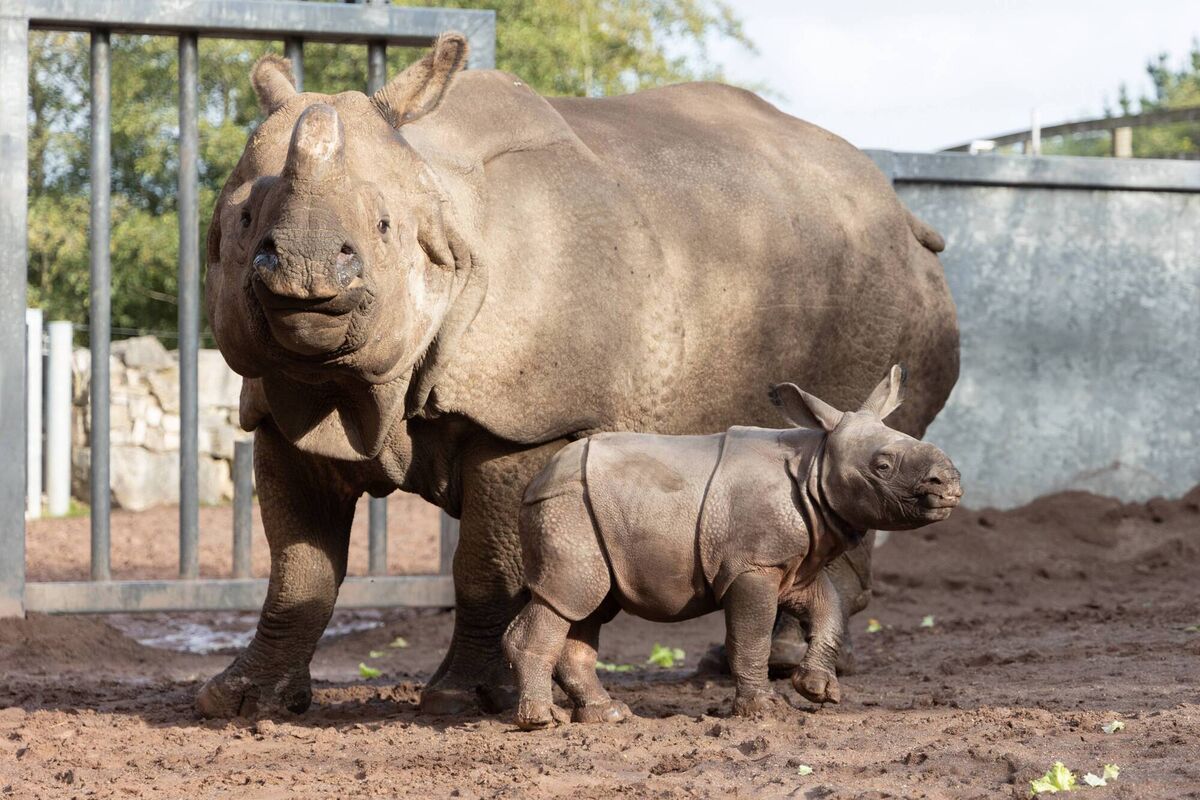 Maya and her new baby: The Indian rhino is listed as vulnerable by the International Union for Conservation of Nature (IUCN), with 3300 living in the wild. The illegal trade of poaching rhino horn for traditional medicine poses the biggest threat to the species