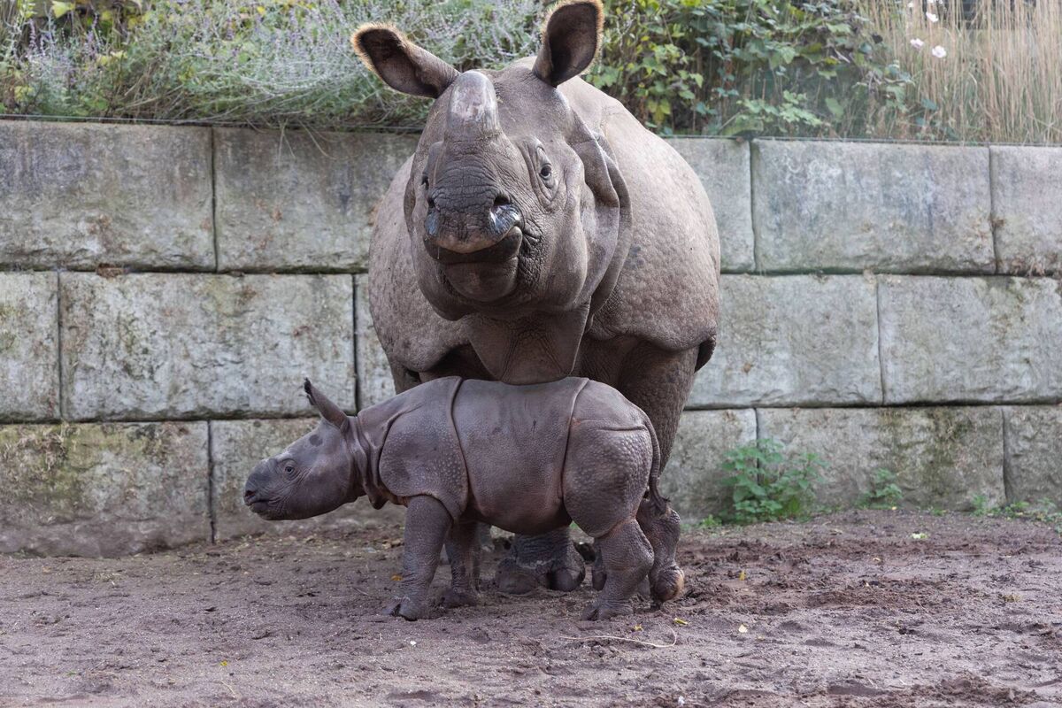 Pick a name for Maya and Jamil's baby and you could win a Conservation annual pass