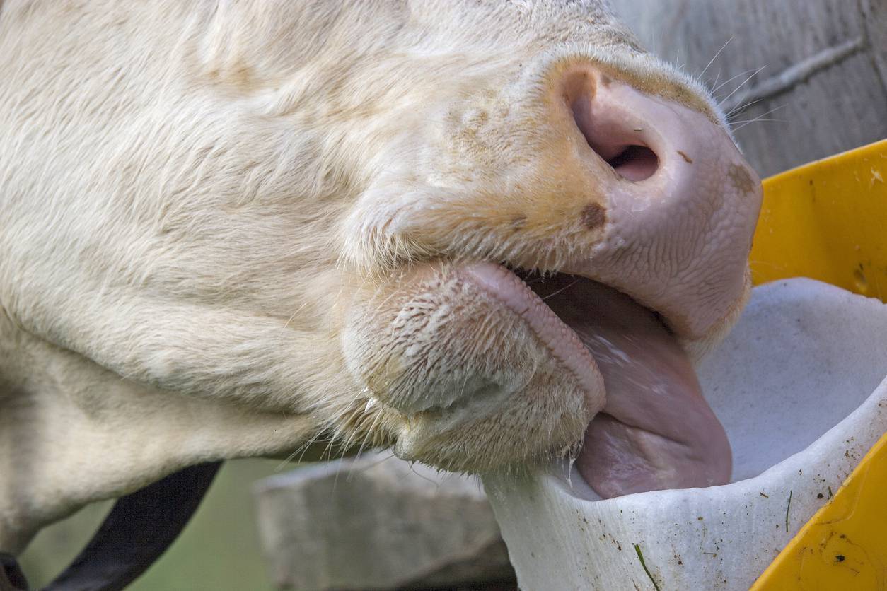 Herd Management: Balancing nutrients and minerals in a grass silage based ration