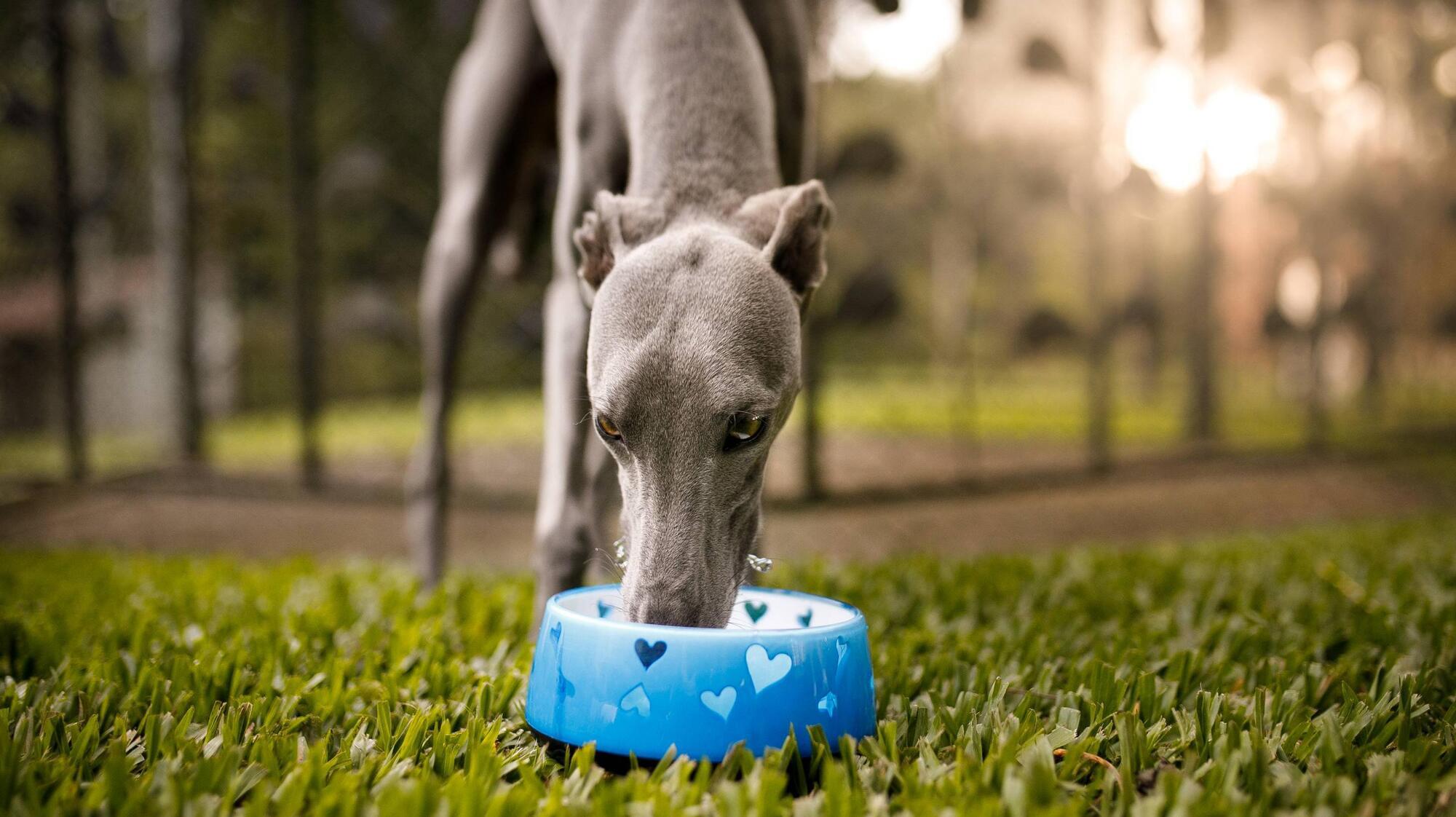 Pete the Vet: How much water should my pet drink?