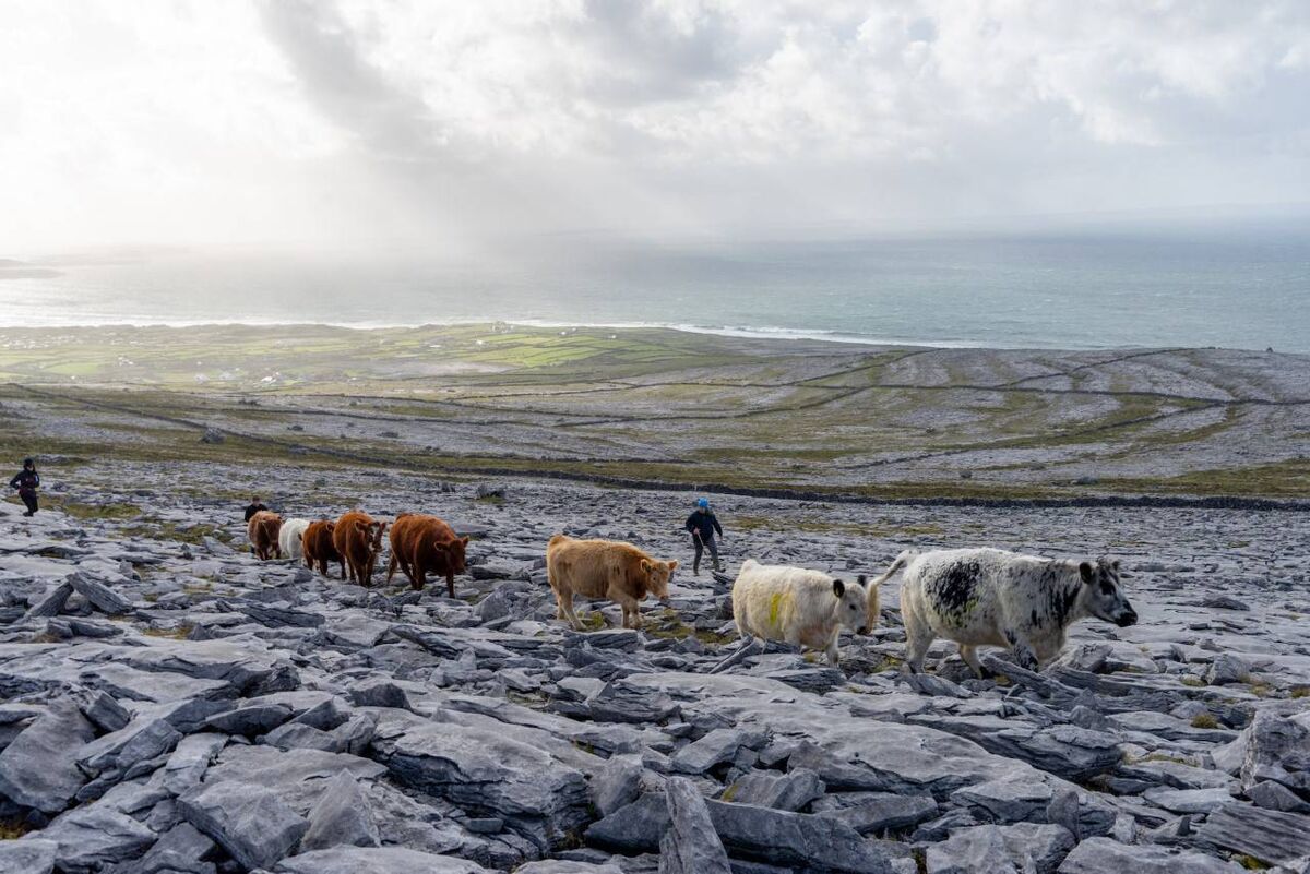Burren Winterage Cattle Drive. The 2022 Community Cattle Drive takes place on Sunday, October 30. Picture: Burrenbeo Trust