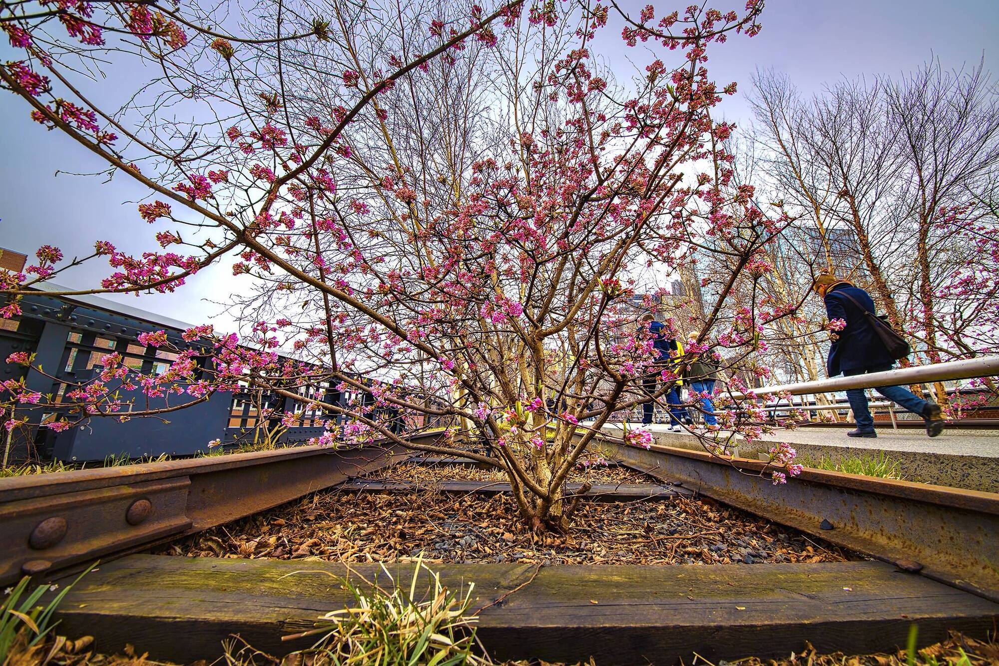 Garden Q&A: When should I cut back my viburnum shrub?