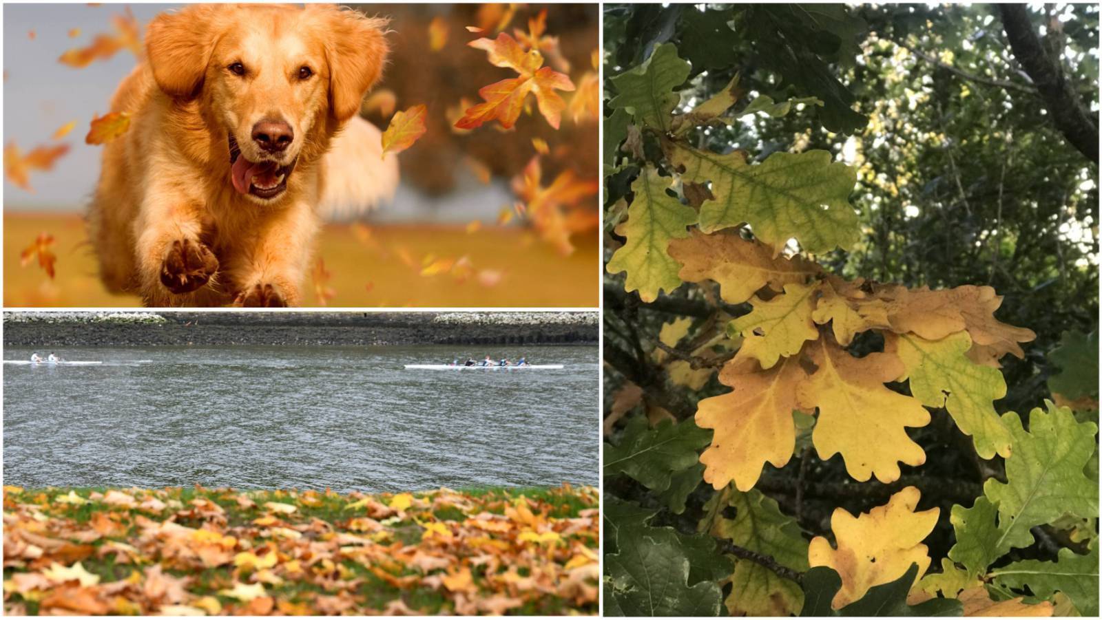Juanita Browne: Gorgeous and practical autumn brings a riot of colour to native woodlands
