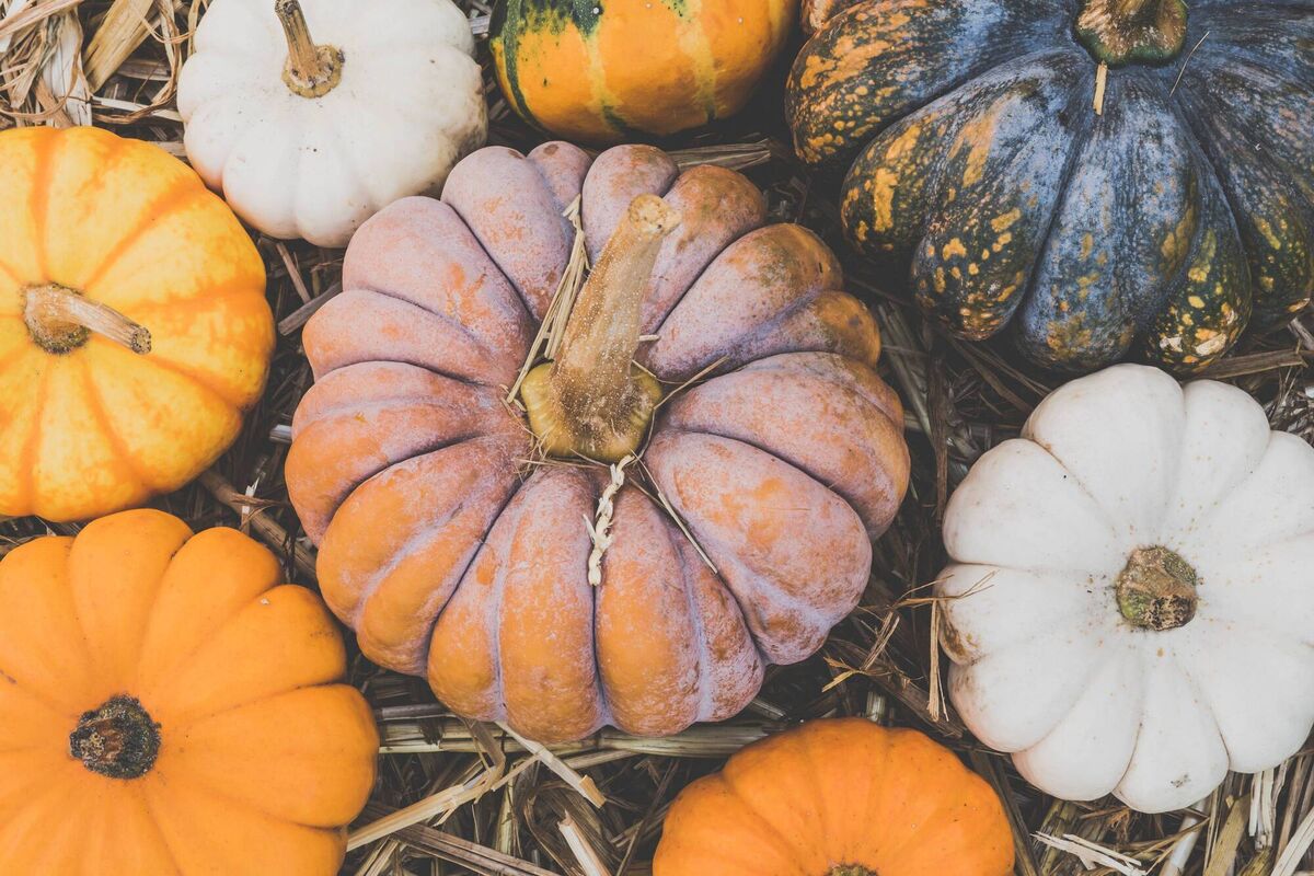 Carve your pumpkin at the last minute to make the most out of it. Carve your pumpkin at the last minute to make the most out of it.