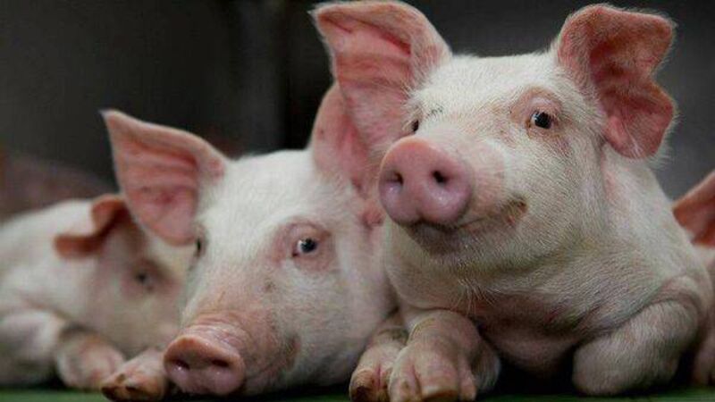 No change in latest pig price