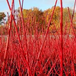 Cornus Alba have been used to good effect on the M8 motorway.