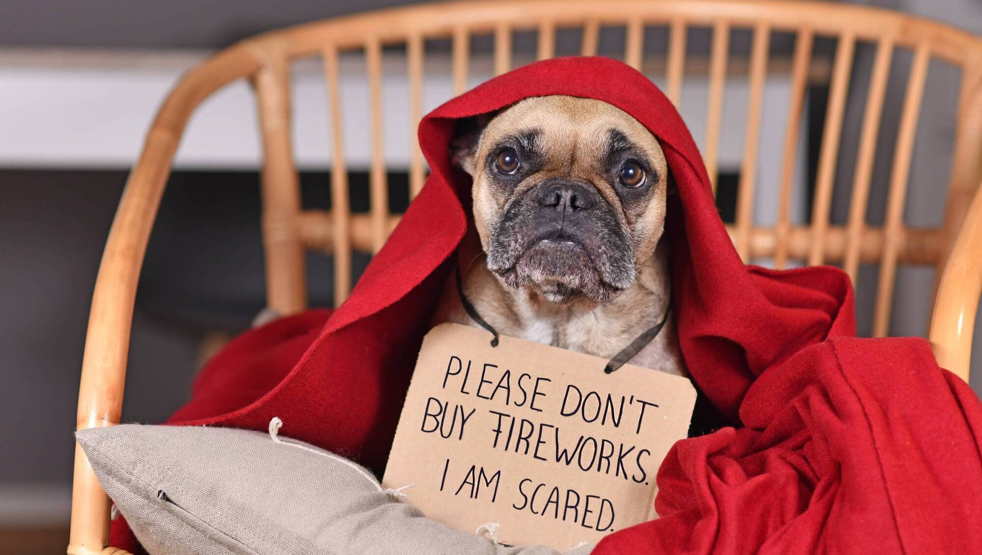 How to protect your pet this Halloween 
