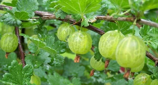 Gooseberries are shade and sun tolerant and are easy to place in whatever corner of the garden is available.