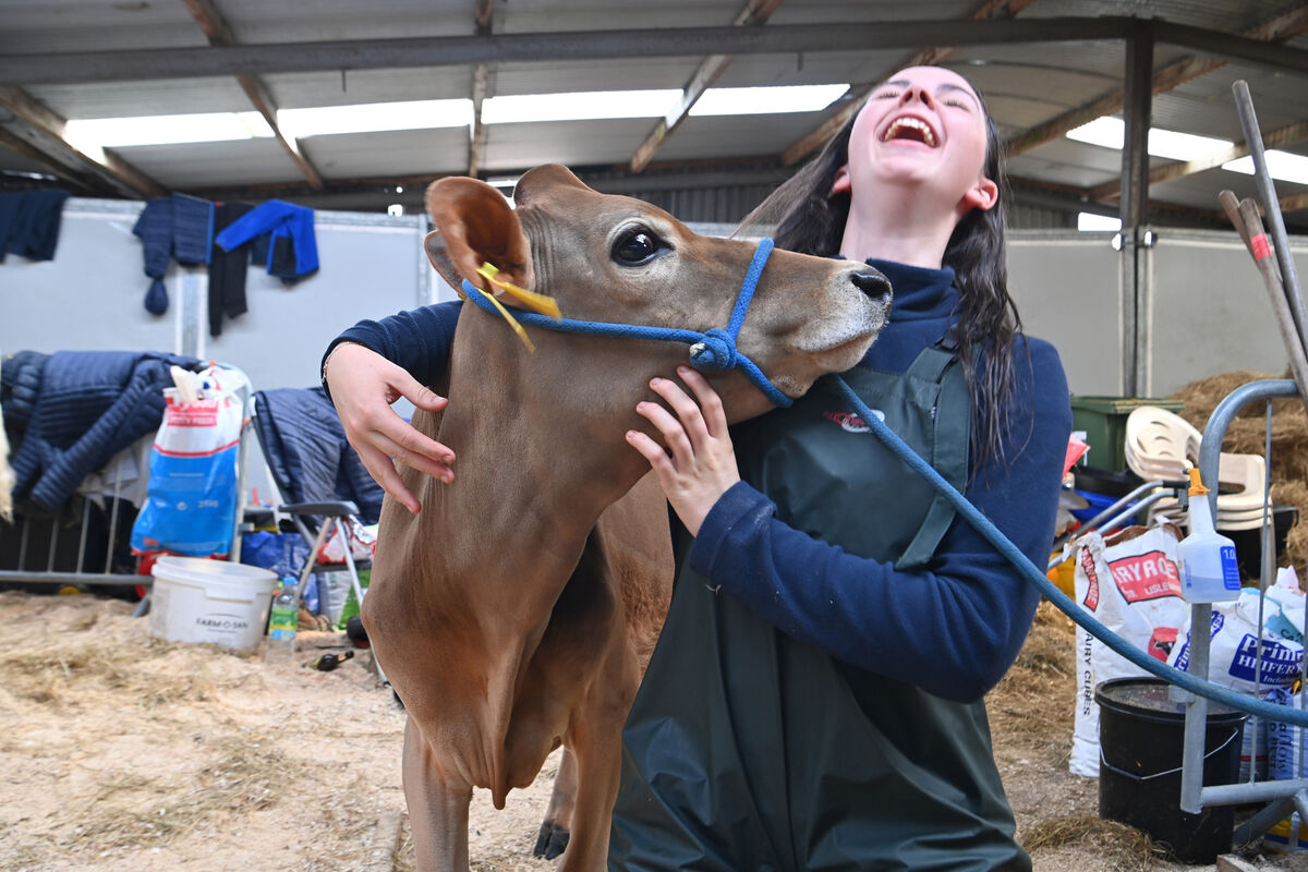 Kate Lehane, Timoleague with her Jersey at the National Dairy Show at the Green Glens Arena, Millstreet, Co Cork. Picture: Dan Linehan Kate Lehane, Timoleague with her Jersey at the National Dairy Show at the Green Glens Arena, Millstreet, Co Cork. Picture: Dan Linehan